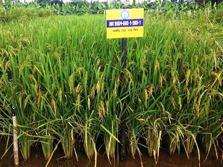 कृषि विश्वविद्यालय द्वारा विकसित धान की नवीन उन्नत किस्म &lsquo;&lsquo;भाव्या&rsquo;&rsquo; विमोचित