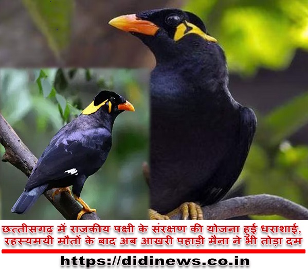 छत्तीसगढ़ में राजकीय पक्षी के संरक्षण की योजना हुई धराशाई, रहस्यमयी मौतों के बाद अब आखरी पहाड़ी मैना ने भी तोड़ा दम