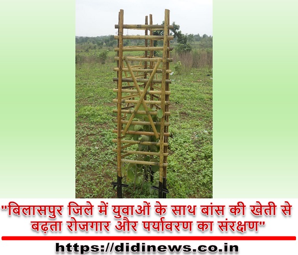 "बिलासपुर जिले में युवाओं के साथ बांस की खेती से बढ़ता रोजगार और पर्यावरण का संरक्षण"