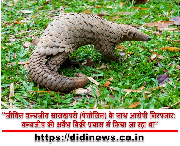 "जीवित वन्यजीव सालखपरी (पेंगोलिन) के साथ आरोपी गिरफ्तार: वन्यजीव की अवैध बिक्री प्रयास में किया जा रहा था"