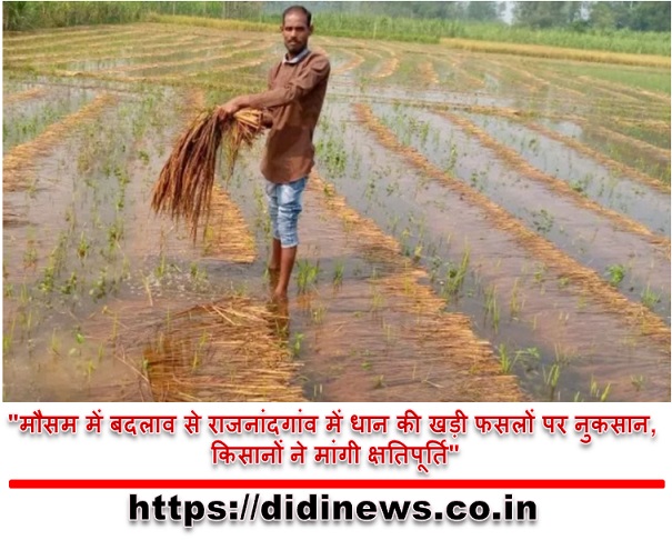 "मौसम में बदलाव से राजनांदगांव में धान की खड़ी फसलों पर नुकसान, किसानों ने मांगी क्षतिपूर्ति"