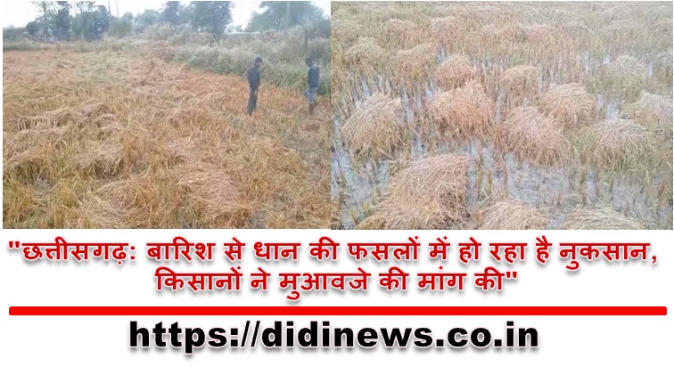"छत्तीसगढ़: बारिश से धान की फसलों में हो रहा है नुकसान, किसानों ने मुआवजे की मांग की"