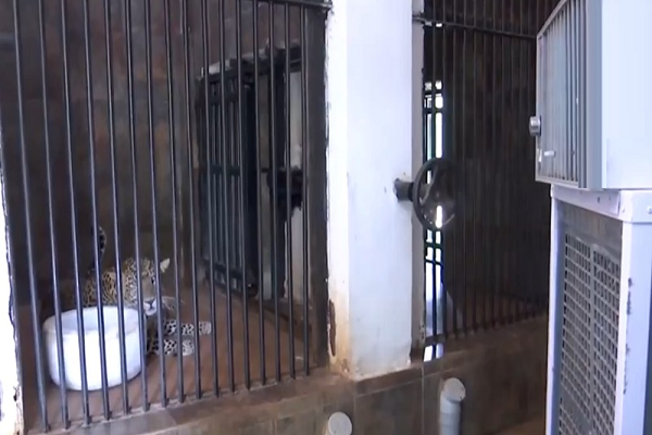 भीषण गर्मी से बड़ी बिल्लियां भी परेशान, जंगल सफारी में हुए ख़ास इंतजाम...