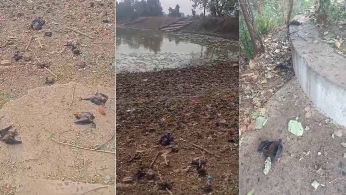 गर्मी बनी आफत&hellip; इंसानों के साथ बेजुबान जानवरों की भी जा रही जान, 100 से अधिक चमगादड़ों की मौत, हरकत में आए वन विभाग के अफसर