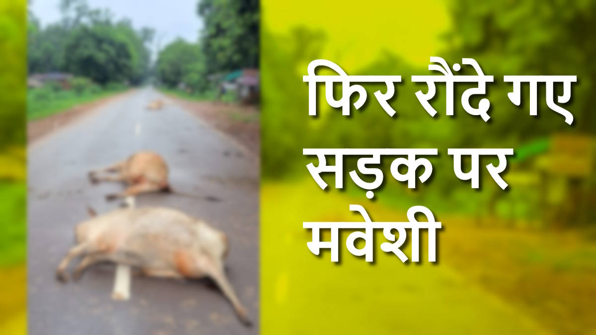 नेशनल हाइवे पर वाहन ने आठ मवेशियों को रौंदा, सात की मौत, एक गंभीर