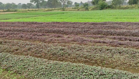 मौसम के उतार चढ़ाव से सब्जी उत्पादक किसान परेशान