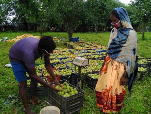देश की राजधानी दिल्ली तक पहुंच रही जशपुर की नाशपाती
