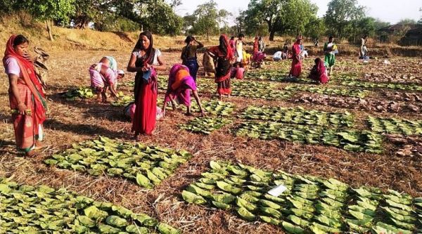 छत्तीसगढ़ में तेन्दूपत्ता संग्रहण का कार्य तेजी से जारी
