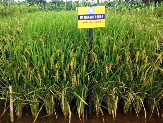 कृषि विश्वविद्यालय द्वारा विकसित धान की नवीन उन्नत किस्म &lsquo;&lsquo;भाव्या&rsquo;&rsquo; विमोचित