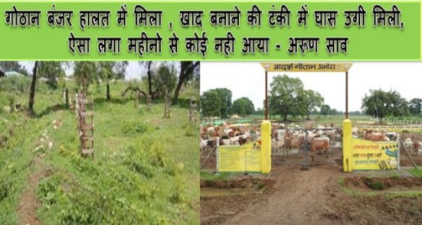 गोठान बंजर हालत में मिला , खाद बनाने की टंकी में घास उगी मिली, ऐसा लगा महीनो से कोई नही आया - अरूण साव