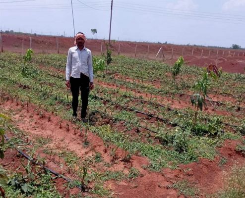 बाड़ी विकास योजना से हुए आर्थिक लाभ से एक जोड़ी बैल खरीदा