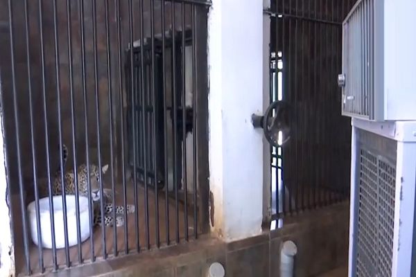 भीषण गर्मी से बड़ी बिल्लियां भी परेशान, जंगल सफारी में हुए ख़ास इंतजाम...