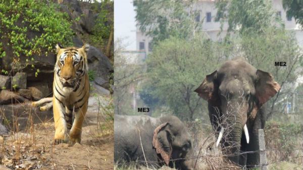 बारनवापारा अभ्यारण्य क्षेत्र में एक बाघ और तीन दंतैल हाथी दिखे, वन विभाग ने जारी किया अलर्ट