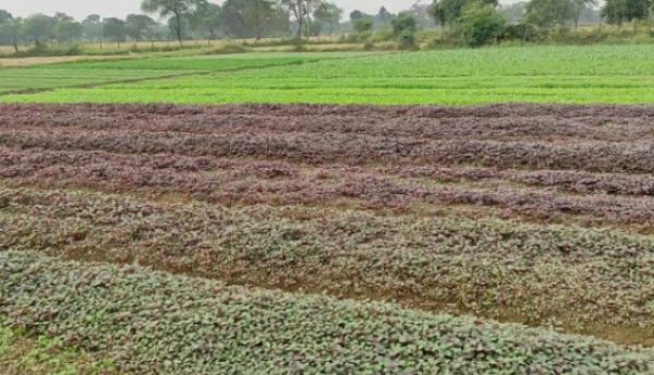 मौसम के उतार चढ़ाव से सब्जी उत्पादक किसान परेशान