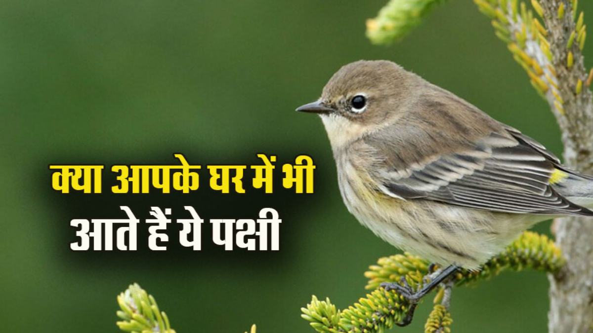 Vastu Shastra: इन पक्षियों का घर में आना होता है शुभ, भूल कर भी न भगाएं&hellip;