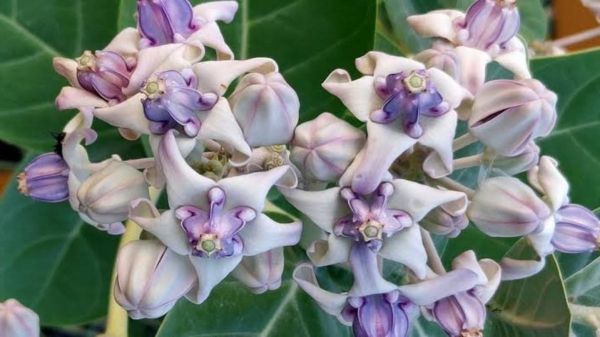 शनिवार को आक के फूल से करें ये उपाय, शनिदेव होंगे प्रसन्न, जानिए पूरी विधि …