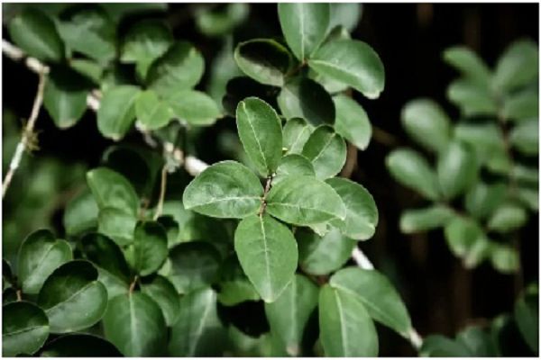 क्यों पूजे जाते हैं पीपल और बरगद के वृक्ष? जानिए आस्था, शास्त्र और कब और कैसे करें पूजा