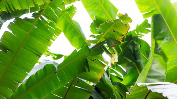 घर में केले का पौधा यहां और ऐसे लगाएं, मिलेगी भगवान विष्णु की कृपा