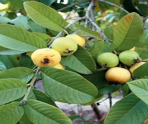 जन्मतिथि से तय होगा आपका लकी पौधा, सही दिशा में रखने से बढ़ेगा सौभाग्य &hellip;