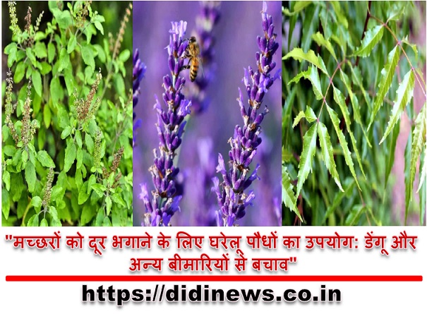 "मच्छरों को दूर भगाने के लिए घरेलू पौधों का उपयोग: डेंगू और अन्य बीमारियों से बचाव"