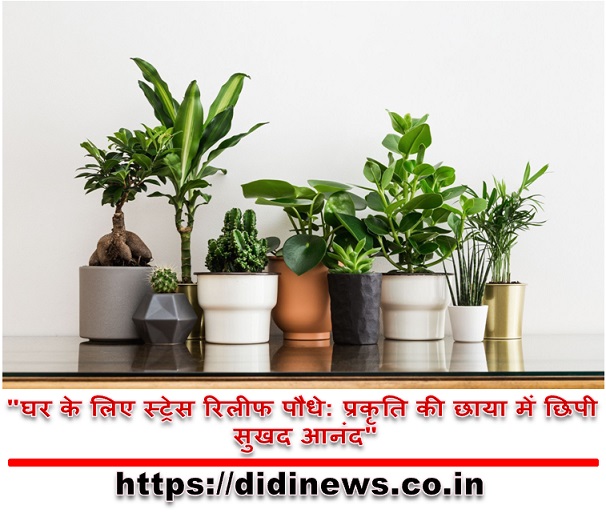 "घर के लिए स्ट्रेस रिलीफ पौधे: प्रकृति की छाया में छिपी सुखद आनंद"