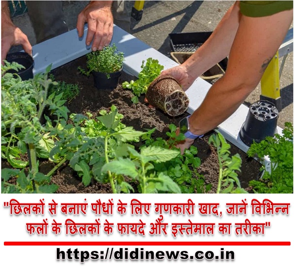 "छिलकों से बनाएं पौधों के लिए गुणकारी खाद, जानें विभिन्न फलों के छिलकों के फायदे और इस्तेमाल का तरीका"