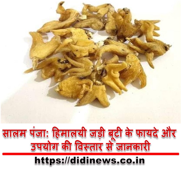 सालम पंजा: हिमालयी जड़ी बूटी के फायदे और उपयोग की विस्तार से जानकारी