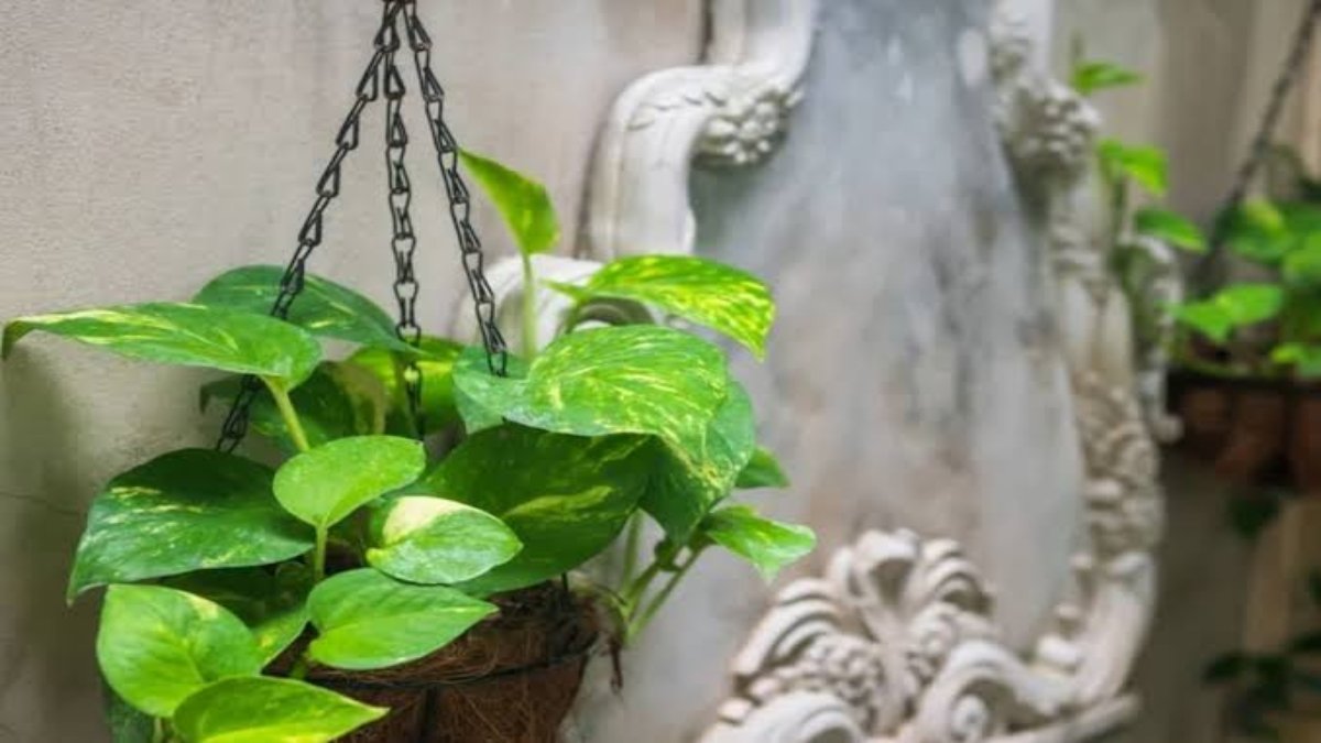 क्या घर में लगा सकते हैं 2 मनीप्लांट? अगर आपके मन में भी है ये सवाल तो जवाब जाने यहां&hellip;