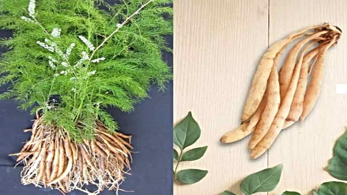Shatavari: पुरुषों और महिलाओं के लिए किसी वरदान से कम नहीं है &lsquo;शतावरी&rsquo;, इसके फायदे और उपयोग की विधि&hellip;