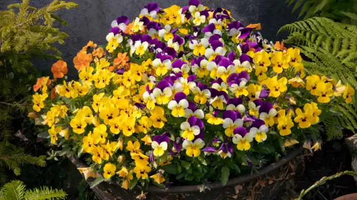 सर्दी के सुहाने मौसम में फूलों से खिला-खिला दिखेगा आपका गार्डन, बिना देर किए लगा दीजिए 5 पौधों के बीज