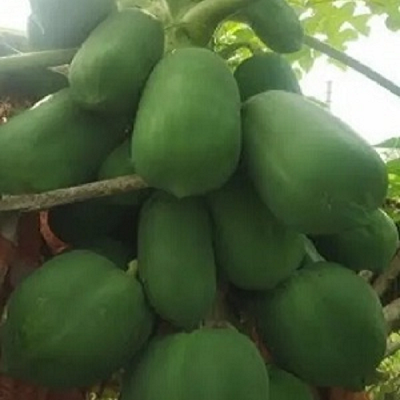 कमजोर हड्डियों को मजबूत बनाने के लिए खाएं ये कच्चा फल