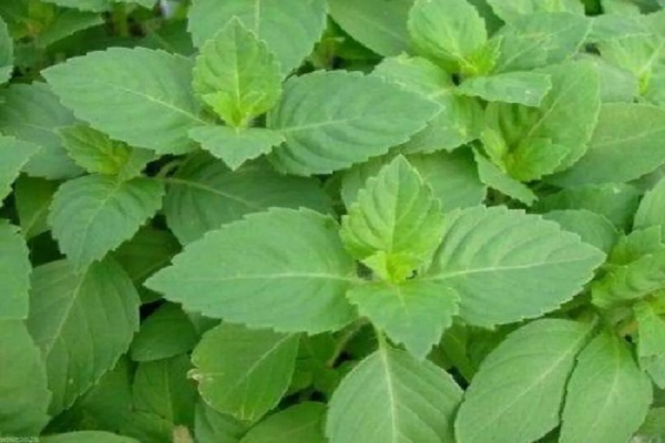 सुबह-सुबह चबाएं औषधीय गुणों से भरपूर तुलसी के 4 पत्ते