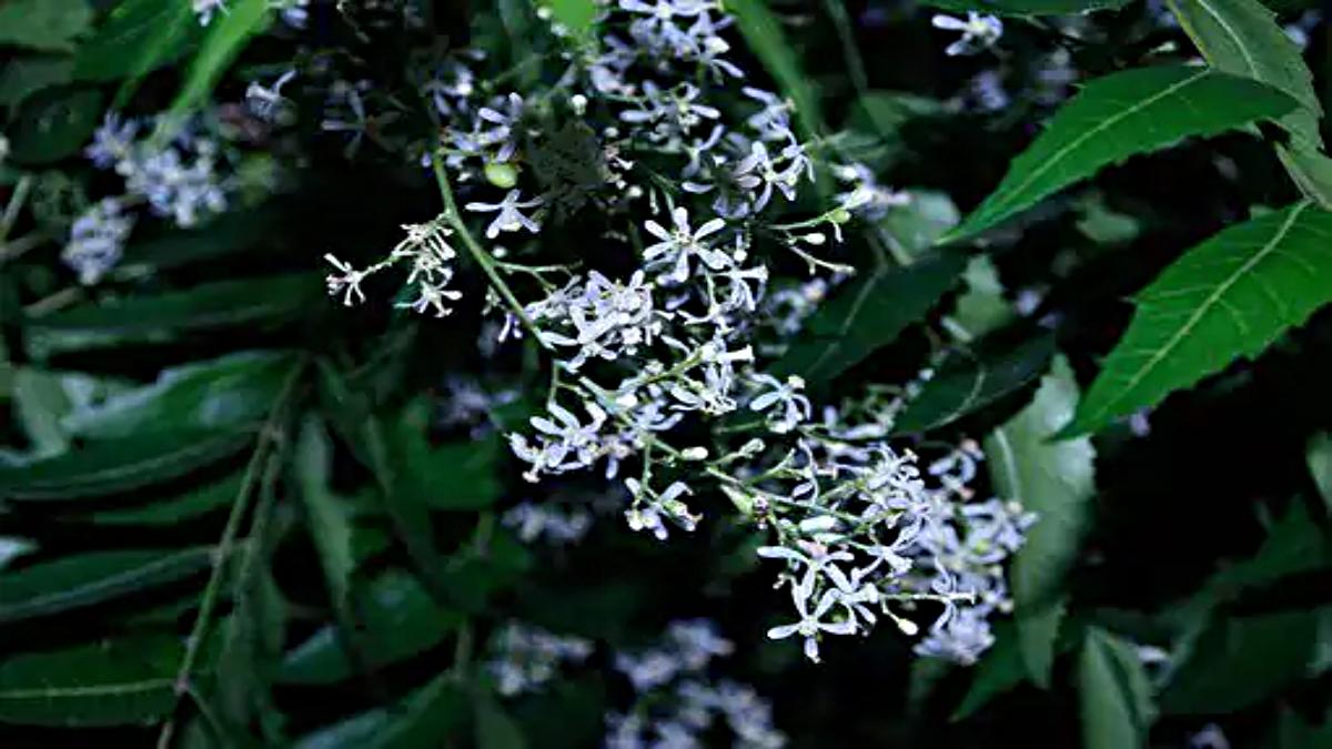 Neem Flowers Health Benefits: नीम की पत्ती ही नहीं, फूल भी है औषधीय गुणों का खजाना, हीटवेव में ऐसे करें उपयोग…
