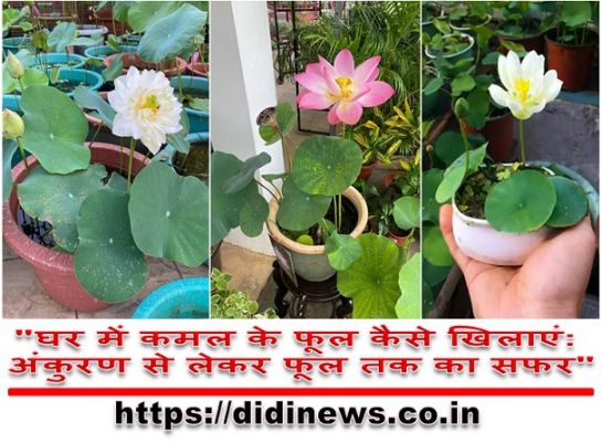 "घर में कमल के फूल कैसे खिलाएं: अंकुरण से लेकर फूल तक का सफर"
