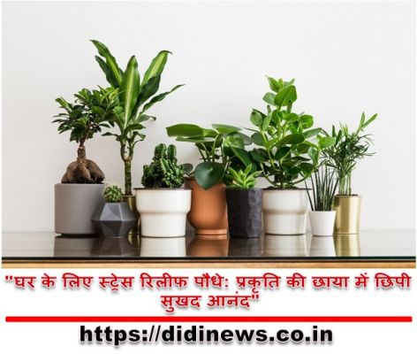 "घर के लिए स्ट्रेस रिलीफ पौधे: प्रकृति की छाया में छिपी सुखद आनंद"