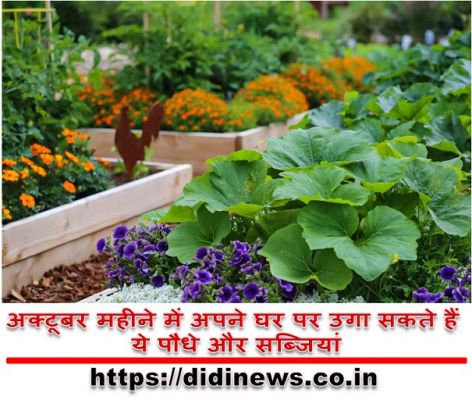 अक्टूबर महीने में अपने घर पर उगा सकते हैं ये पौधे और सब्जियां