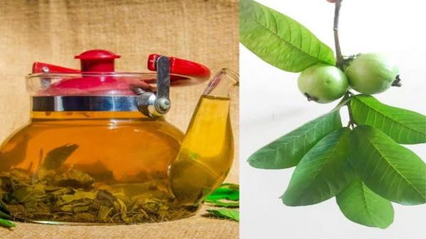 Guava Leaf Tea: मानसून में करें अमरूद के पत्तों की चाय का सेवन, मिलेंगे ये चमत्कारी लाभ…