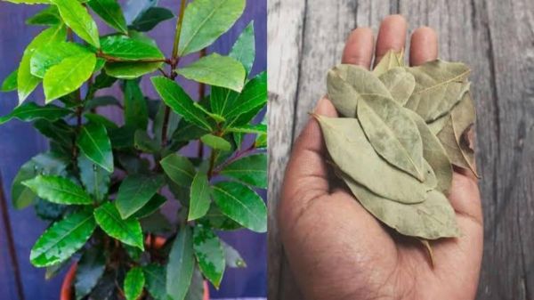 अब घर पर भी आसानी से उगाया जा सकता है तेज पत्ता, बस follow करें ये आसान Steps