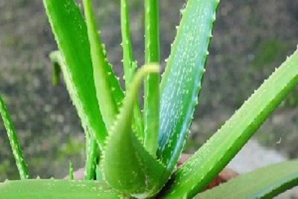 घर के वातावरण को शुद्ध रखने में आपकी मदद करेंगे ये पौधे