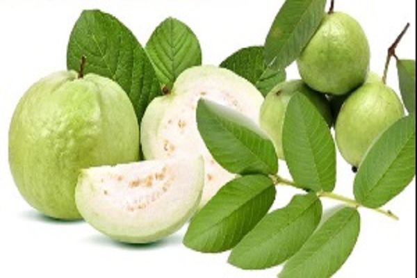 पेट की कई परेशानियों की छुट्टी कर देता है स्वाद से भरपूर अमरूद