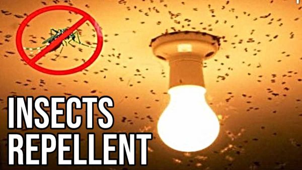 शाम की लाइट जलते ही कीड़े करने लगते हैं परेशान, तो इन घरेलू उपायों को अपना कर पाएँ छुटकारा&hellip;