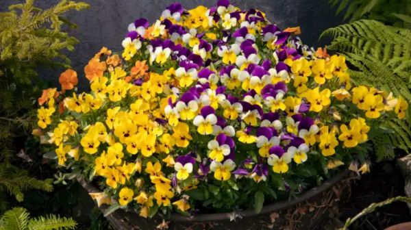 सर्दी के सुहाने मौसम में फूलों से खिला-खिला दिखेगा आपका गार्डन, बिना देर किए लगा दीजिए 5 पौधों के बीज