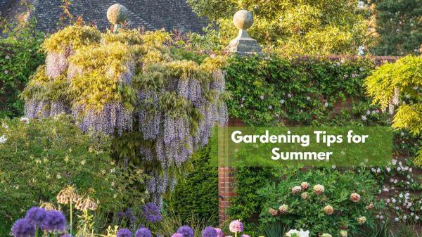 Gardening Tips for Summer: गर्मी के मौसम में भी बगीचे को हराभरा और महकाए रखना चाहते हैं, तो लगाएं खूबसूरत फूलों की ये बेलें…