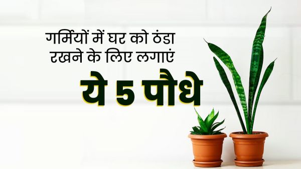 गर्मी में घर को ठंडा और हवा को प्यूरिफाई करने में ये प्लांट्स करेंगे मदद, आप भी घर में जरूर लगायें &hellip;