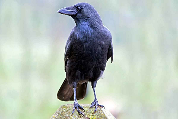 कौवे मनुष्यों के समान गिनती करते हैं