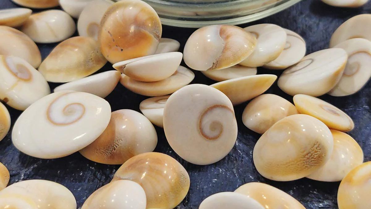 Gomati Chakra: दुर्लभ लेकिन चमत्कारी, जानिए इसके अद्भुत ज्योतिषीय लाभ…