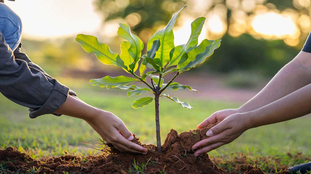 World Environment Day: राशि, नवग्रह और देवताओं से जुड़े पौधों का रोपण दिलाता है सकारात्मक ऊर्जा और सुख-समृद्धि&hellip;