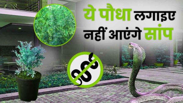 घर में लगाइए ये पौधे, घर के आसपास भी नहीं भटकेंगे सांप-बिच्छू