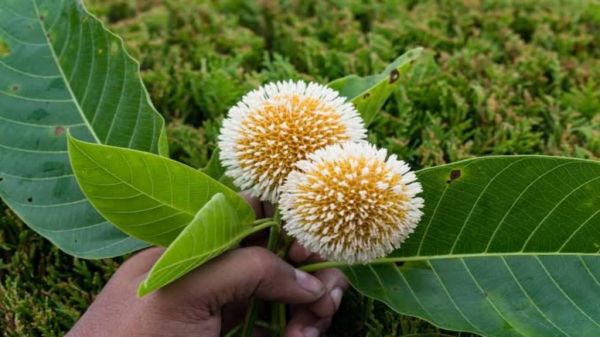 कदंब के पेड़ में होता है मां लक्ष्मी का वास, घर में लगाने से मिलते हैं ये औषधीय फायदे…