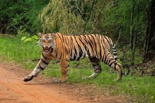 वन्य जीवों के प्राकृतिक आवास को संरक्षित करने की जरूरत